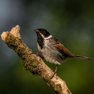 Redwell   20 06 2020   D800   Les 97.jpg